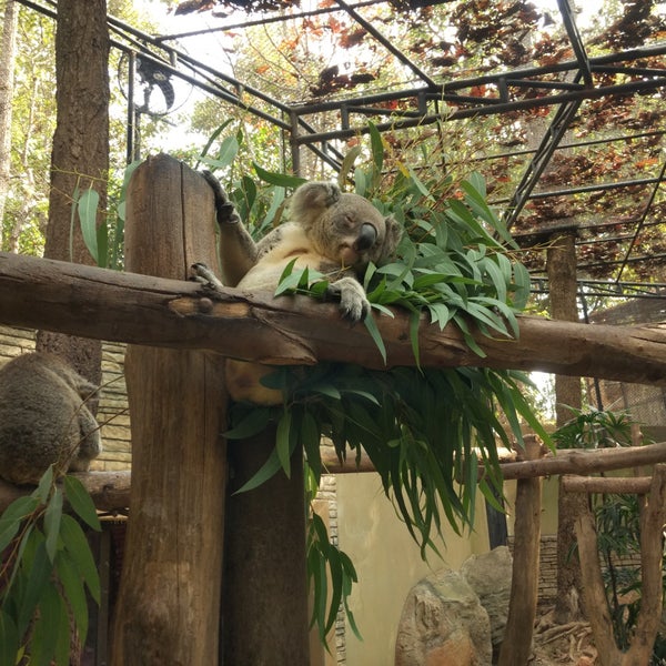 Photos at Koala Hospital - Animal Shelter