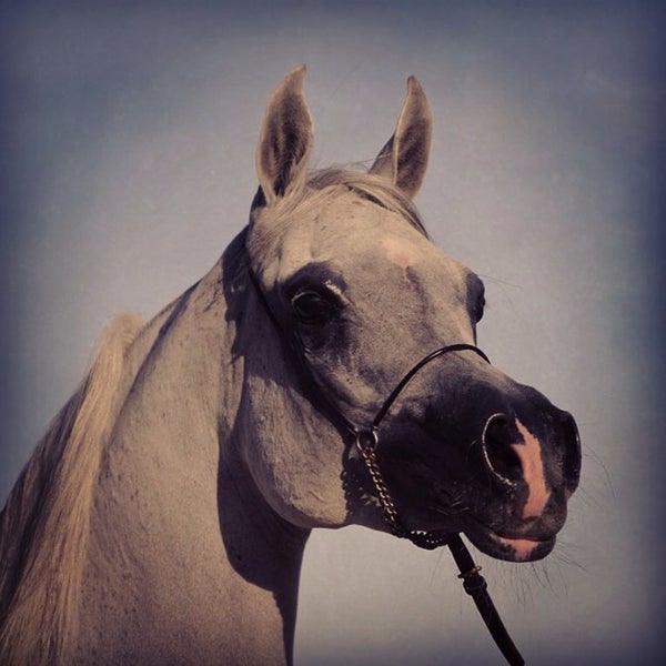 Arabians Horse ❤️❤️❤️