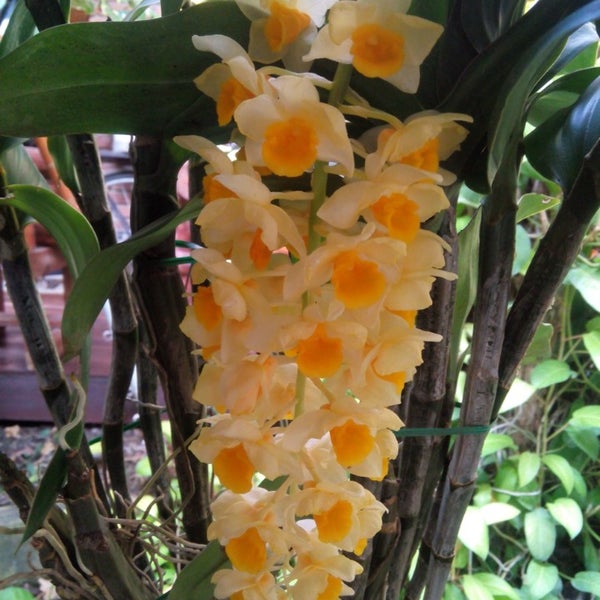 Photo taken at Sainamphung Orchids สวนกล้วยไม้สายน้ำผึ้ง by Somrit P. on 12/28/2013