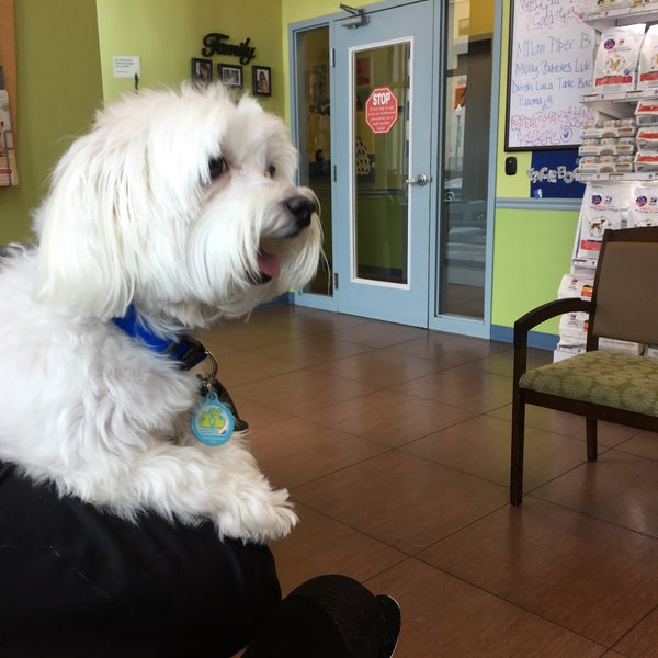 vca cabrera animal hospital