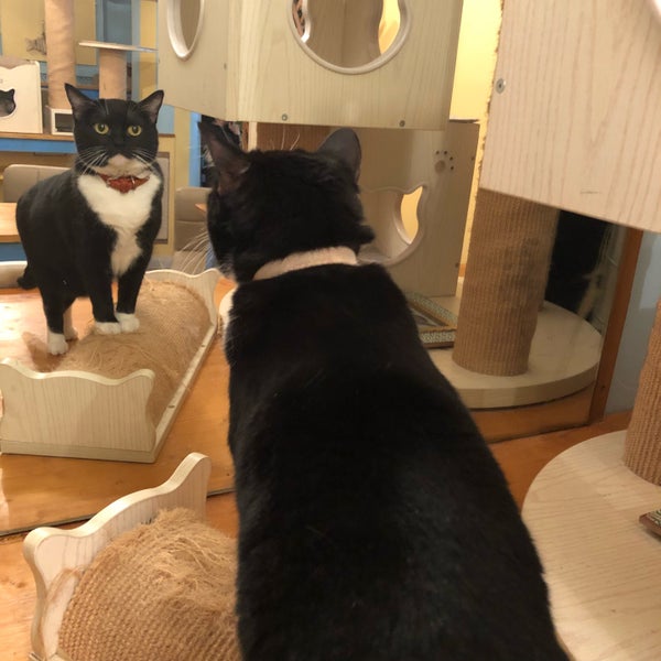 Chat Mallows Cafe 8 Tips