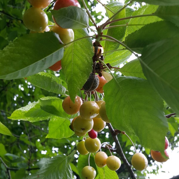 Obora Et Mangal polonezköy�da Barbekü Restoranı�da fotoğraflar