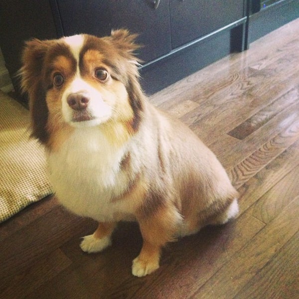 Canine Styles (Now Closed) West Village 59 Greenwich Ave