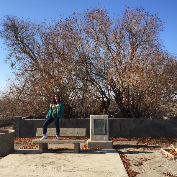 Buttonwilllow Tree Historic Marker 501599 Buttonwillow Dr