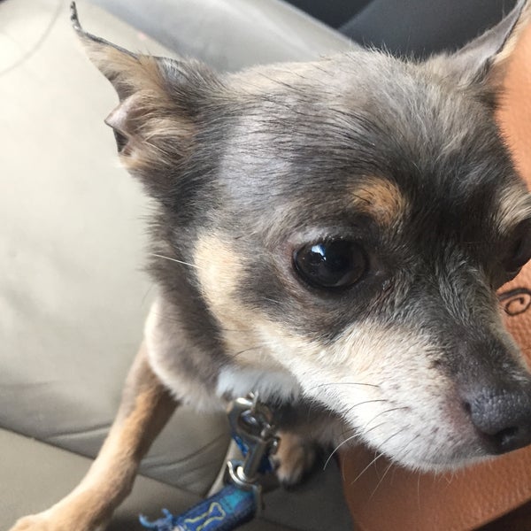 PetSmart Hickory Valley Hamilton Place Chattanooga, TN