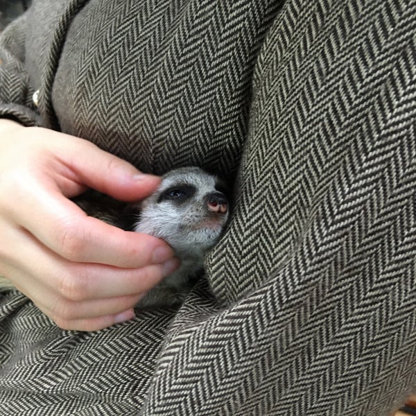 Photos At インナー シティ ズー ノア Noah The Inner City Zoo Pet Store In 横浜市