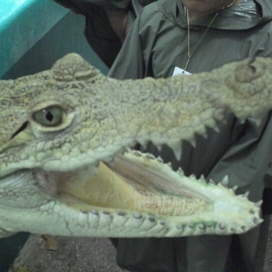 6/30/2013에 Rogelio T.님이 Crococun Zoo에서 찍은 사진