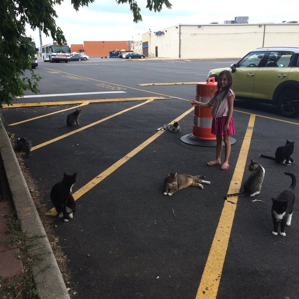 Photos at Feral Cat Colony Queen Village Pennsport Philadelphia, PA
