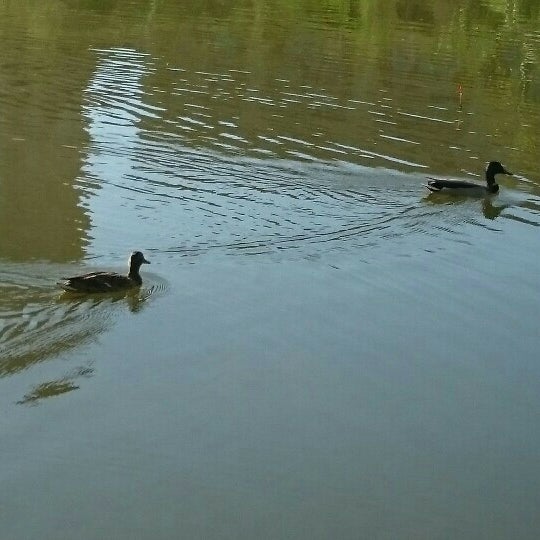 Верхний ащеринский пруд. Парк южное бутово пруд. Нижний ащеринский пруд. Парк метро бунинская аллея озеро. Река юшунка развилка.