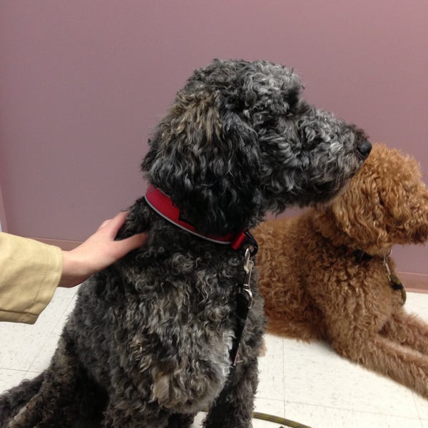 Pet care center hotsell at luna park
