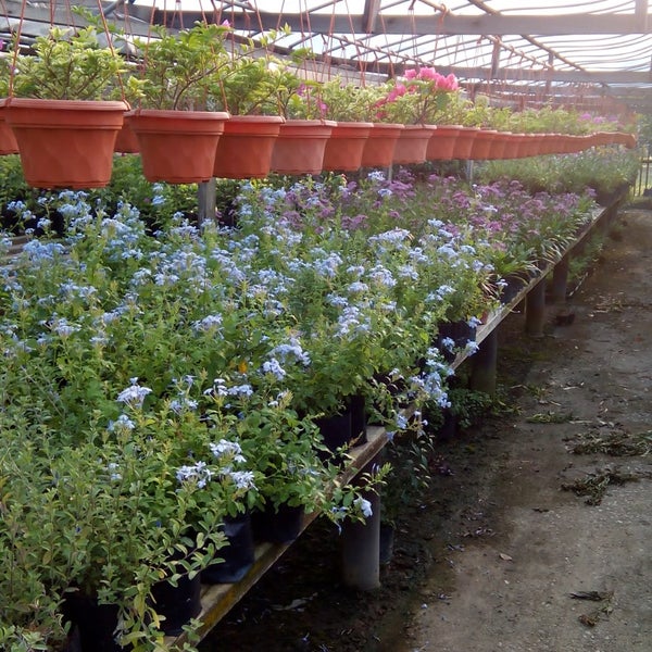 Ideal Plant Nursery Shah Alam Selangor