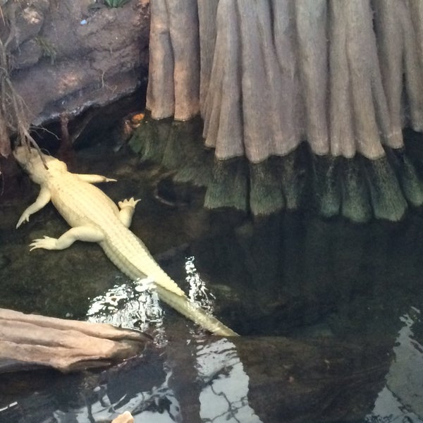 Photo taken at Claude the Albino Alligator by Maddy C. on 7/24/2016