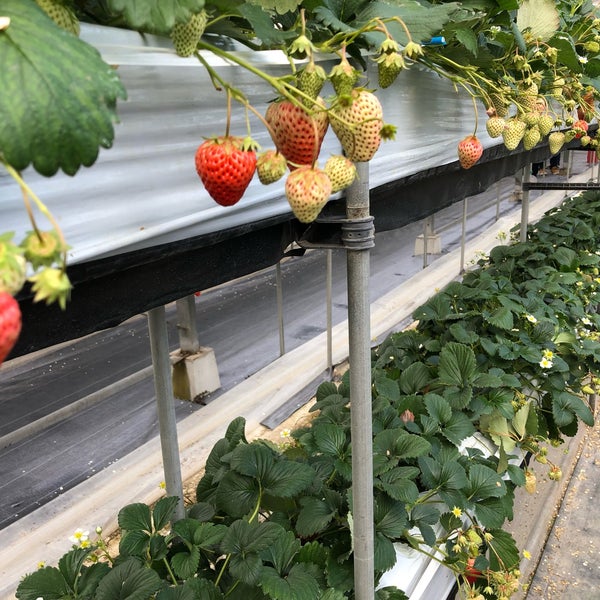 こもろ布引いちご園 2 Tips From 135 Visitors