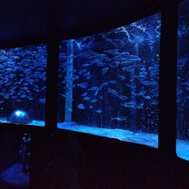 รูปภาพถ่ายที่ Sea Life Aquarium โดย Jeremy K. เมื่อ 9/14/2014