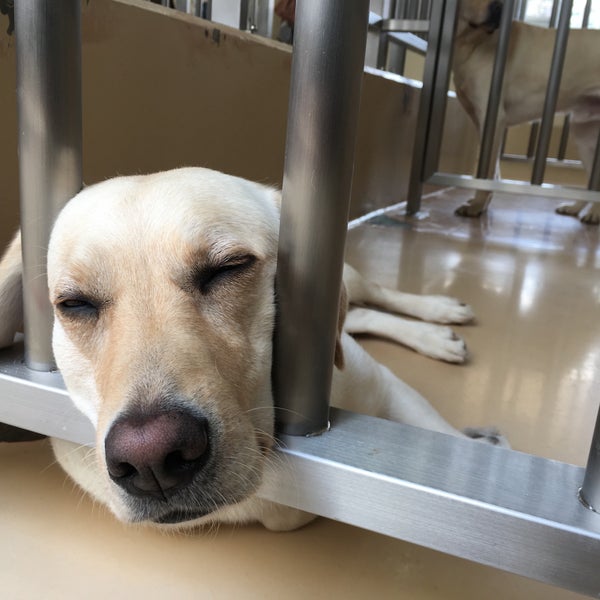 北海道盲導犬協会 札幌市 北海道