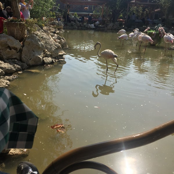 Flamingo Köy Gökçeali 307 tavsiye