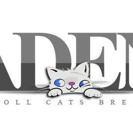 aden ragdoll cattery
