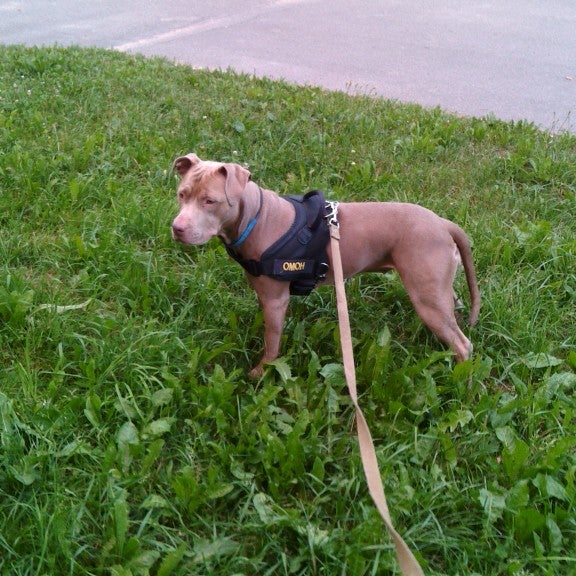Dog time. Dog time