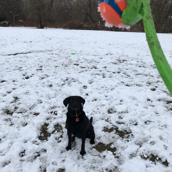 Cottle Dog Park Bronxville, NY