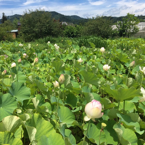 荒川 花ハス園 秩父市 埼玉県 荒川 花ハス園 秩父市 埼玉県