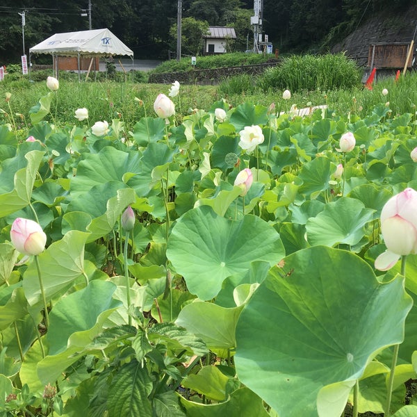 荒川 花ハス園 秩父市 埼玉県 荒川 花ハス園 秩父市 埼玉県
