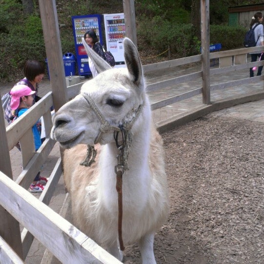 宝登山小動物公園 長瀞29 6