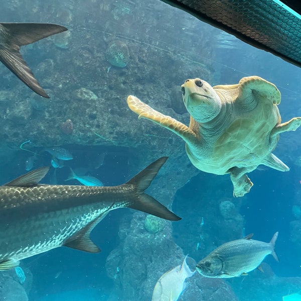 Foto tomada en The Florida Aquarium  por Melissa S. el 5/1/2023