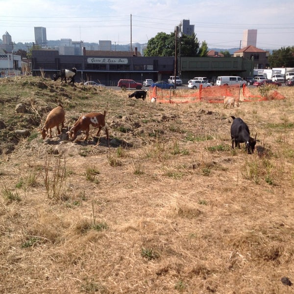 9/16/2014 tarihinde Michelle D.ziyaretçi tarafından The Belmont Goats'de çekilen fotoğraf