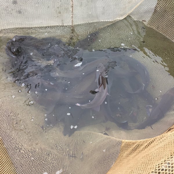 Живая Рыба Для Пруда Купить В Новосибирске