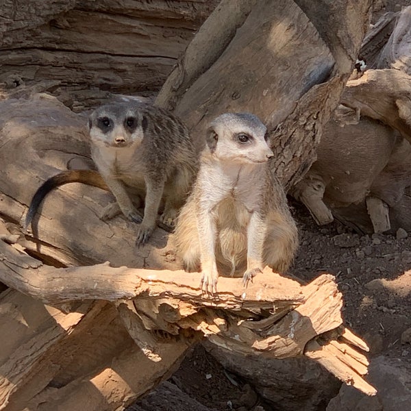 Снимок сделан в Attica Zoological Park пользователем Martin O. 8/5/2019