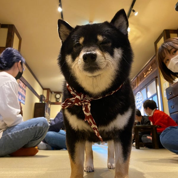 豆柴カフェ 大阪店 道頓堀 大阪市 大阪府