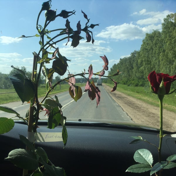 Медоникс тетерино. Медоникс тетерино