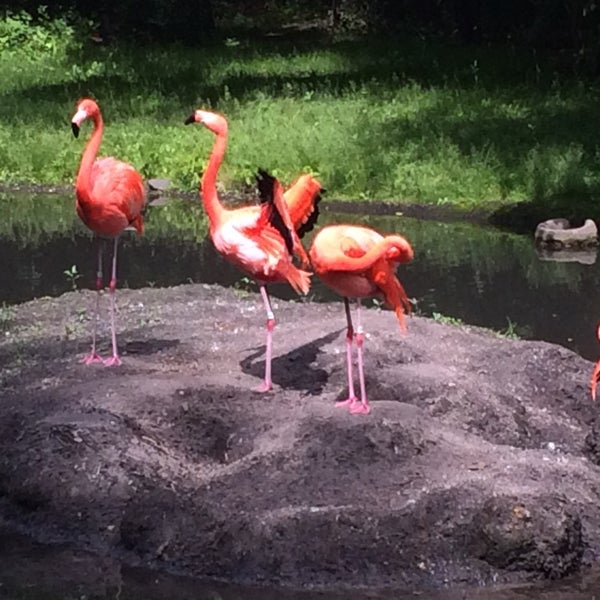 Foto scattata a Bronx Zoo da Charles B. il 6/6/2015