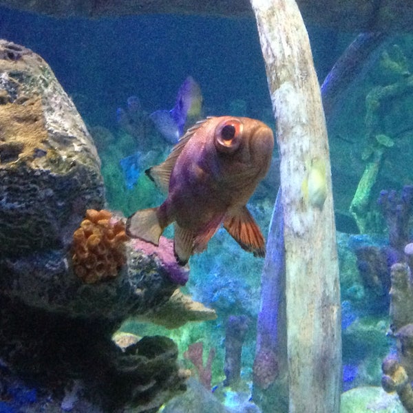 รูปภาพถ่ายที่ Sea Life Aquarium โดย Hayley M. เมื่อ 5/30/2015