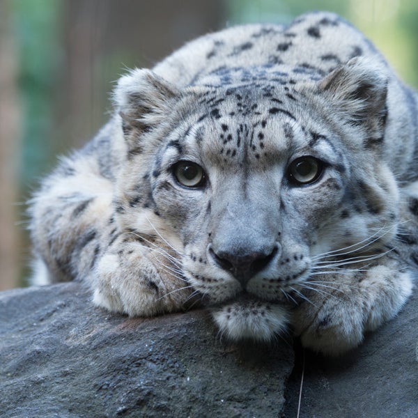 4/1/2015 tarihinde Lisa J.ziyaretçi tarafından Central Park Zoo'de çekilen fotoğraf