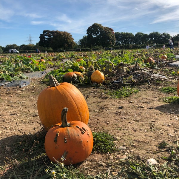 Cat And Fiddle Strawberry Fields Strawberry Picking