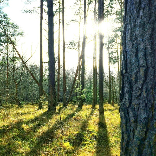 B forest. B forest. Лесной массив аэрофотосъемка. Дизайн freepik лес. Танцующий лес фотограф.