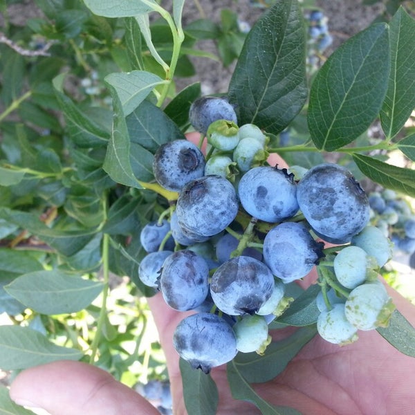 7/20/2013 tarihinde Jeremy V.ziyaretçi tarafından Kamphuis Blueberry Farm'de çekilen fotoğraf