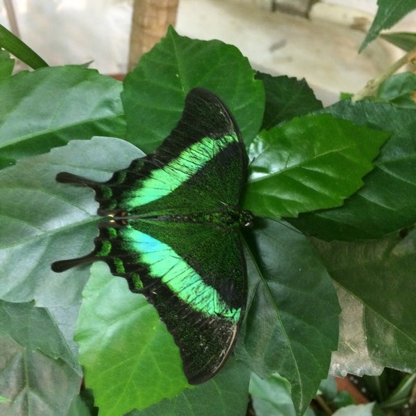 1/7/2015にDarja K.がМузей живых бабочек «Тропический рай»で撮った写真