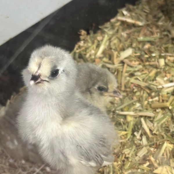 Photos at Brookfield Produce and Pet Pavillion 3 tips