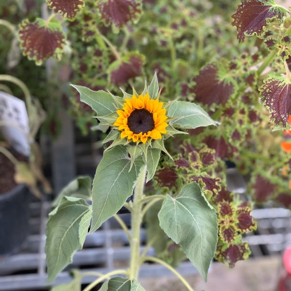 Sunflower Plants For Sale Bunnings edu.svet.gob.gt