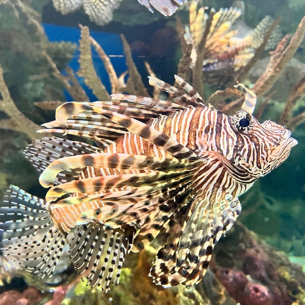 11/21/2022 tarihinde Matt B.ziyaretçi tarafından Shark Reef Aquarium'de çekilen fotoğraf