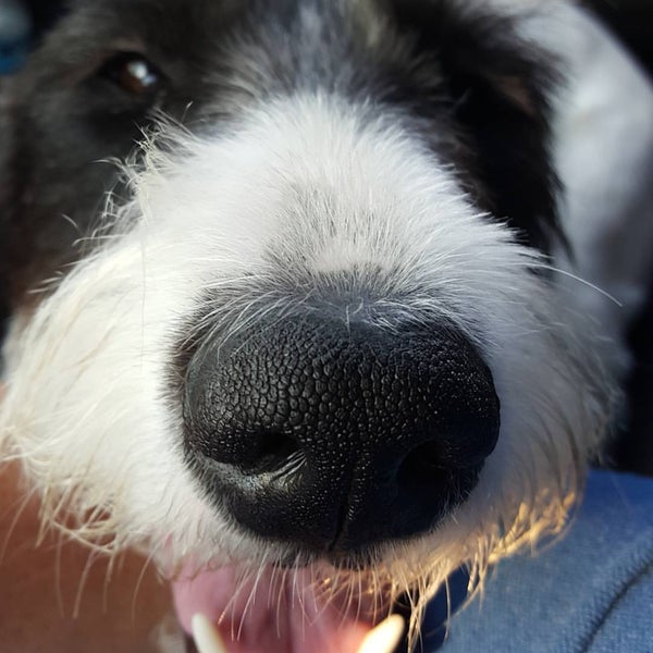 Wellborn Road Veterinary Medical Center Veterinarian in College Station