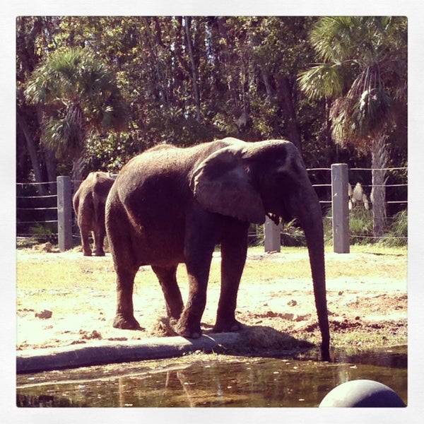 Jacksonville Zoo Elephant Northside 1 tip from 339 visitors
