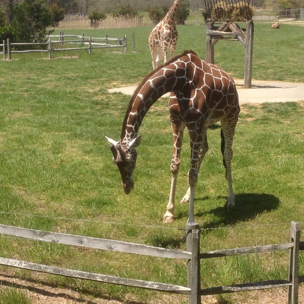 Photo taken at Cape May County Zoo Society by Sharyn on 4/28/2013