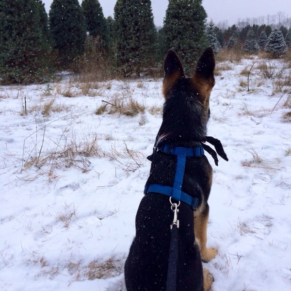 Riehle's Christmas Tree Farm Dousman, WI