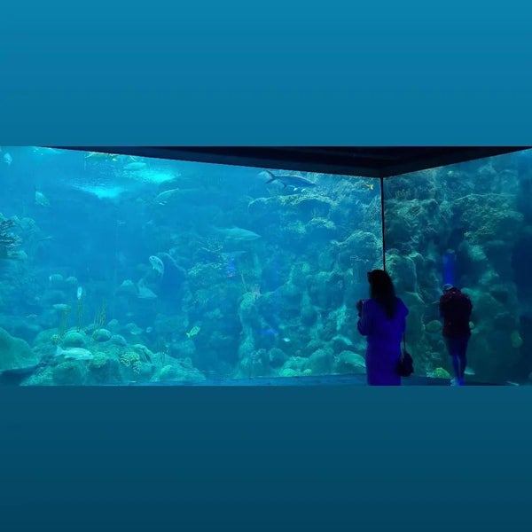Foto scattata a The Florida Aquarium da Martin D. il 4/30/2022