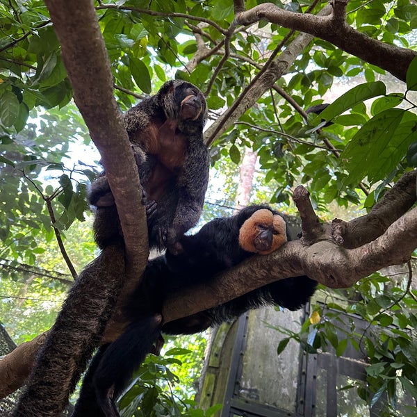 3/29/2024 tarihinde Konstantin Andreas F.ziyaretçi tarafından Singapore Zoo'de çekilen fotoğraf