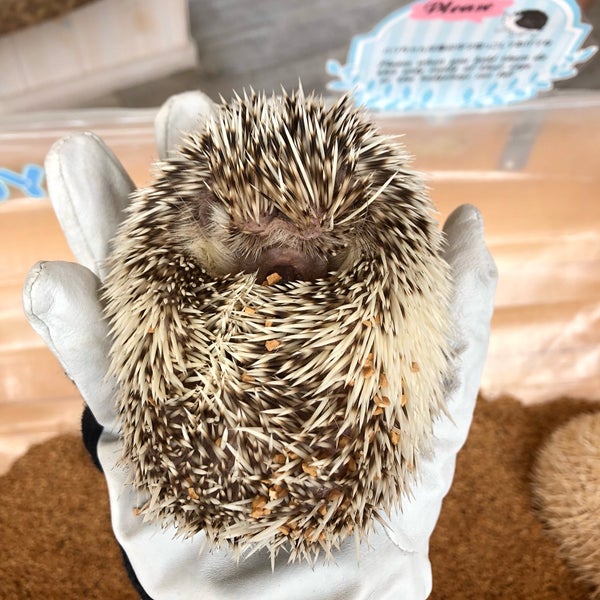 Fotos En Harry Harajuku Terrace Cafe Para Mascotas En Shibuya