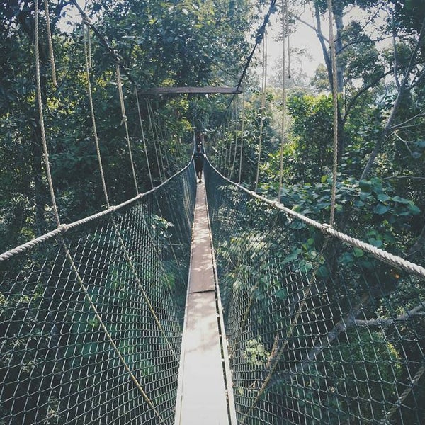 Photos At Canopi Walk Taman Negara 9 Tips From 377 Visitors